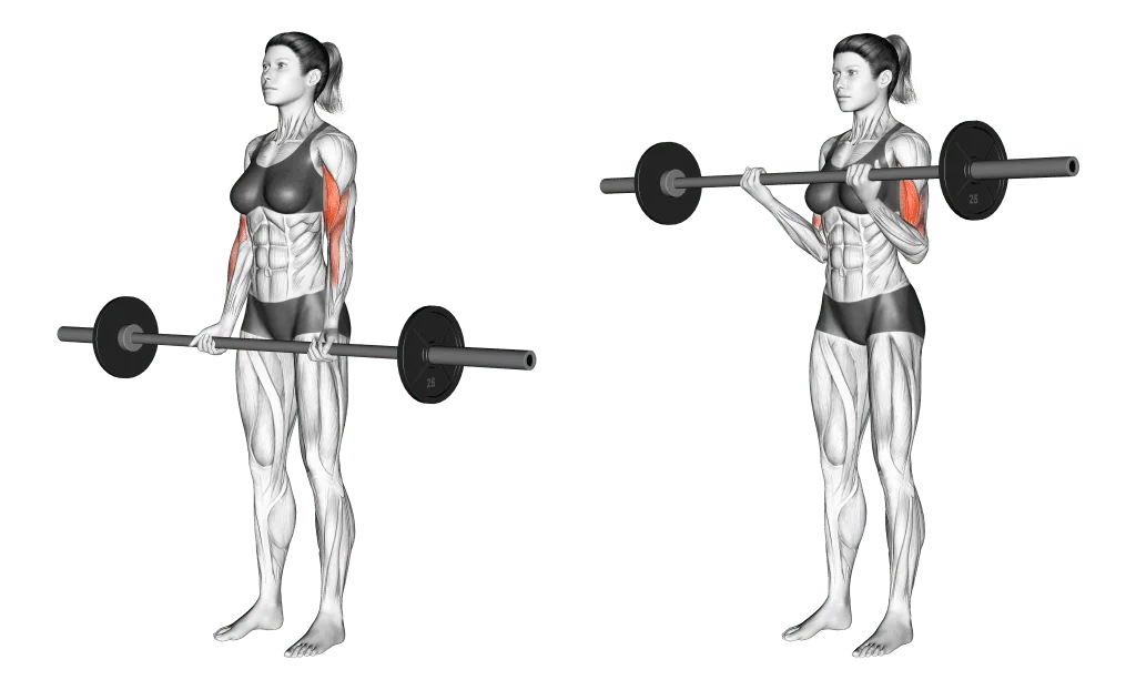  Barbell curl
