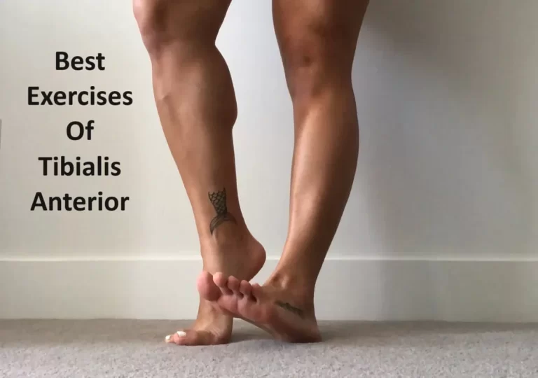 Best Exercises Of Tibialis Anterior