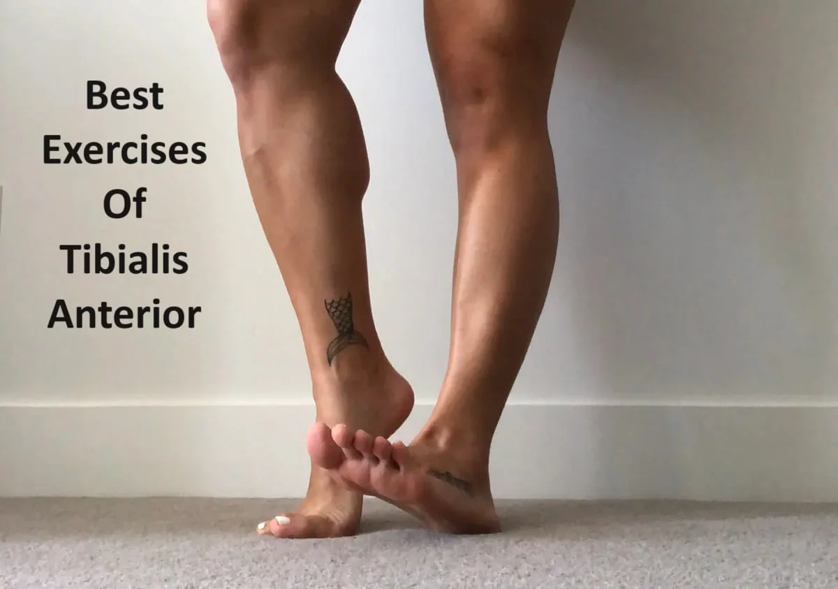 Best Exercises Of Tibialis Anterior