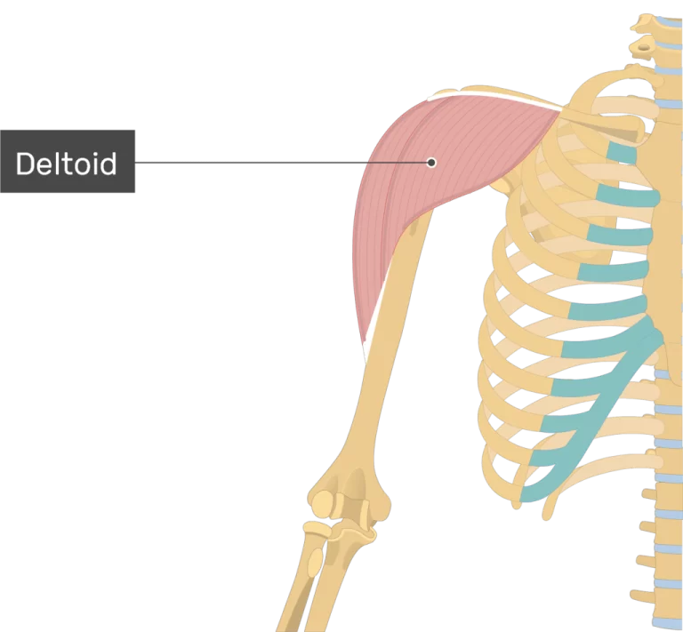 Deltoid Muscle