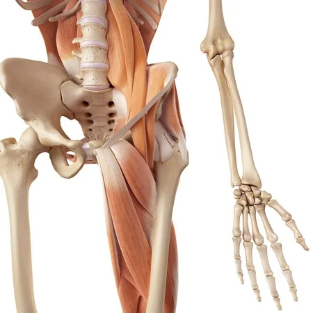 Muscles of the Anterior Thigh - Quadriceps - TeachMeAnatomy