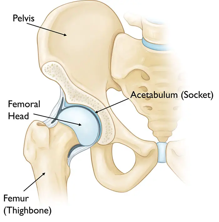 Hip Joint Anatomy