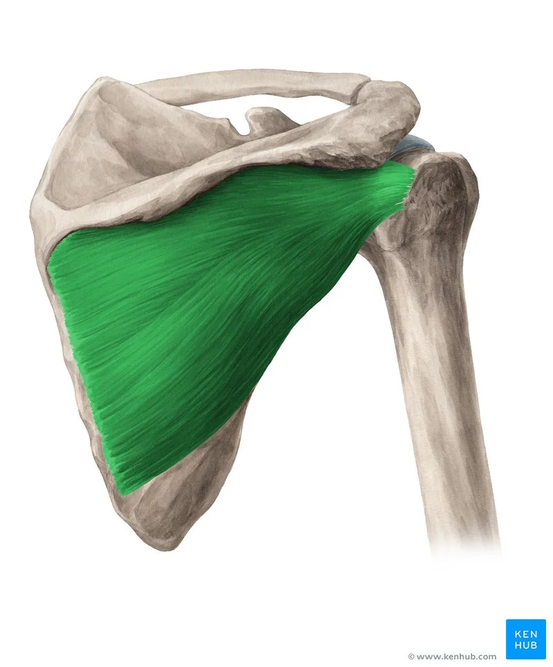 Infraspinatus Muscle