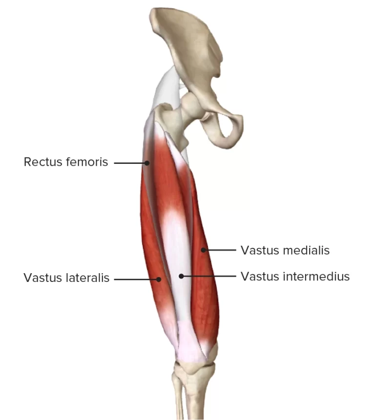 Quadriceps muscle