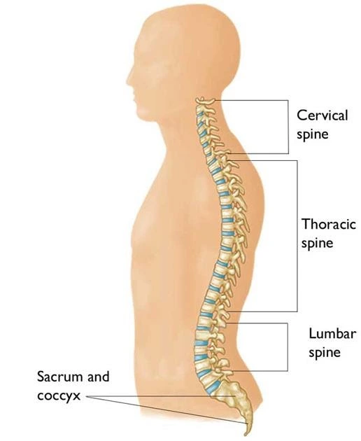 Spine-Vertebra