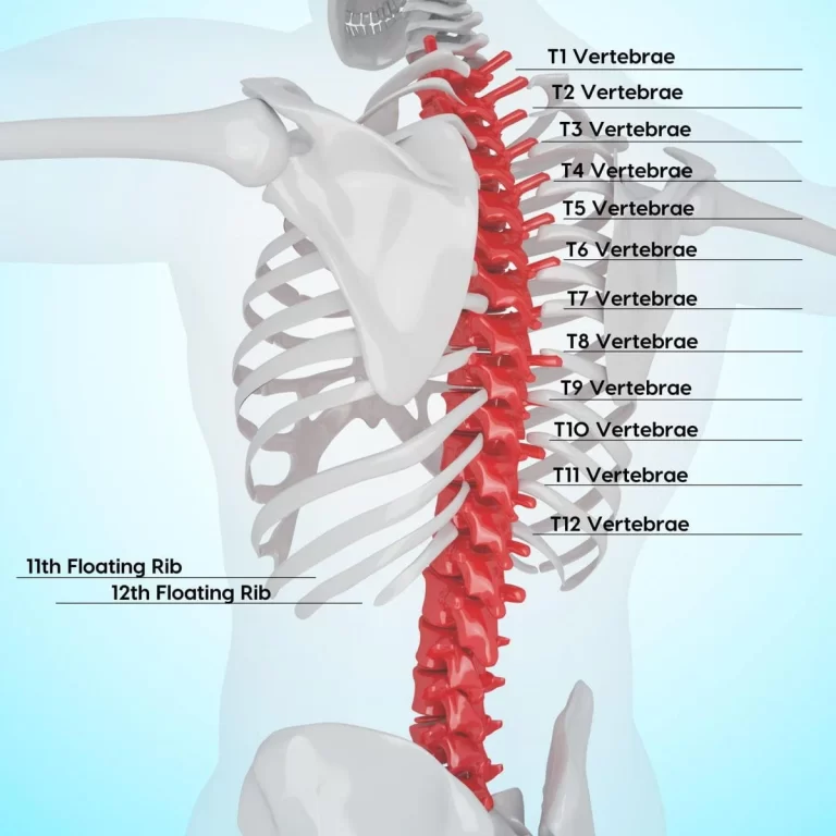 Thoracic Spine