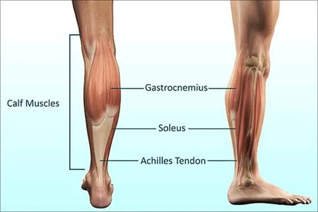 calf-muscles