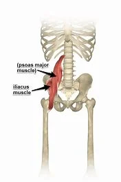 iliopsoas-muscle