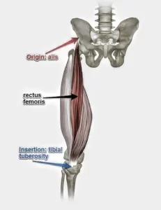 Read more about the article Rectus Femoris Muscle