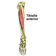 tibialis-anterior