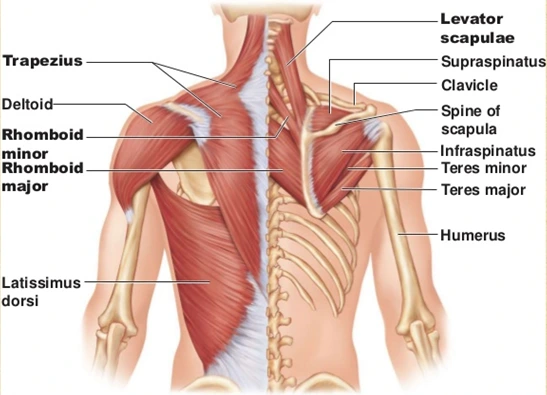 upper back muscle