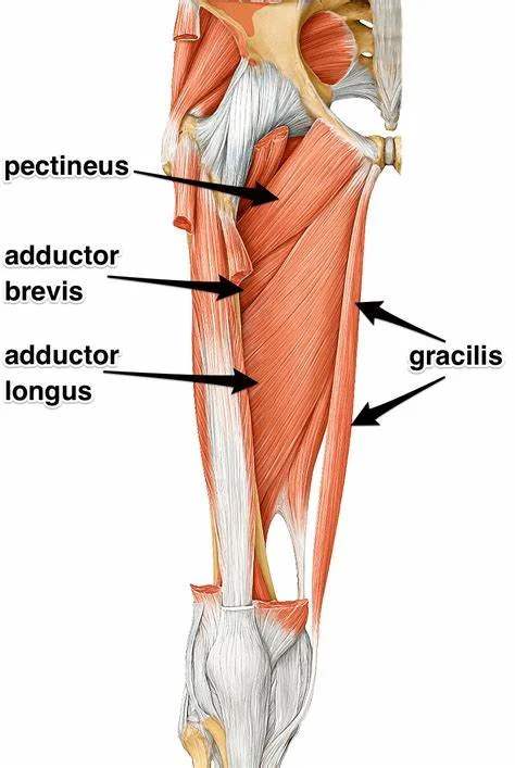 Adductor-Muscles