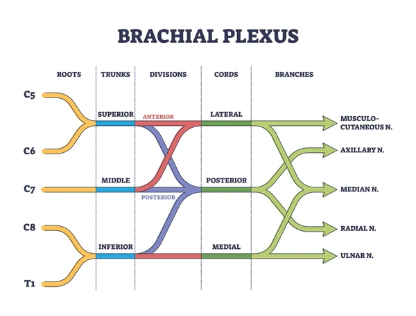 Brachial Plexus