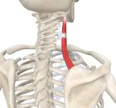 Levator Scapulae Muscles