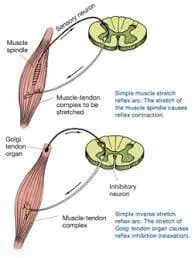 Muscle Energy Technique