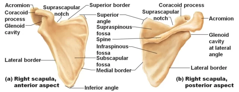 Scapula Bone