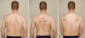 Scapular protraction and retraction