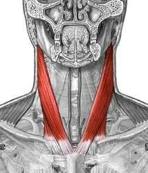 Sternocleidomastoid Muscle