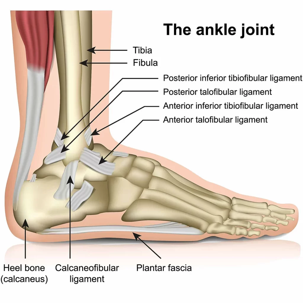 ankle-joint