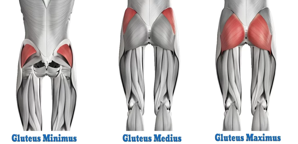 glute-muscle