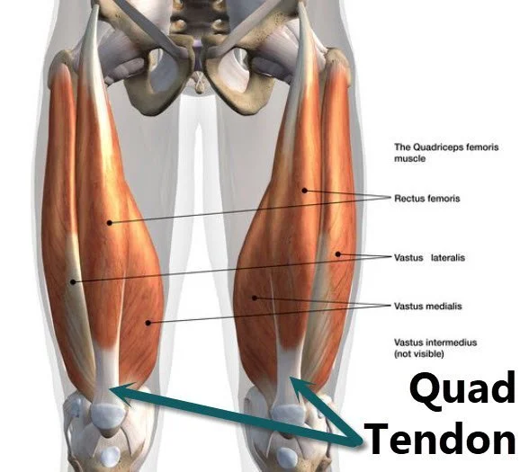 quadriceps-muscle-tendon