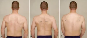 scapular-protraction-and-retraction