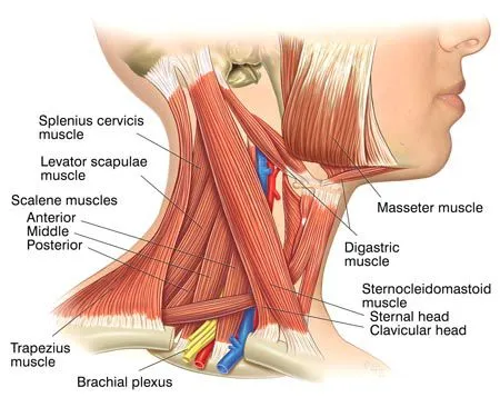 Anatomy Of Neck