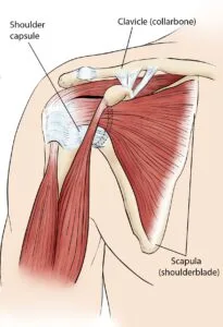 Bone of the shoulder joint