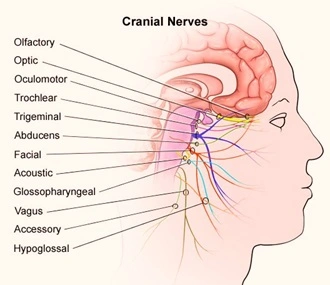 Cranial-Nerves