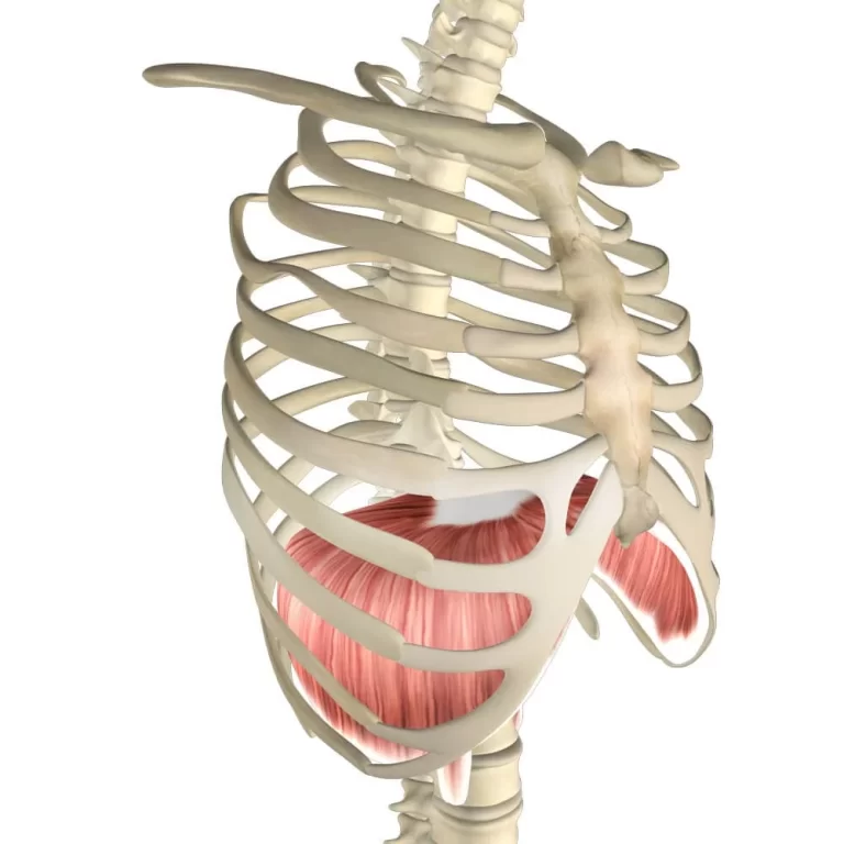 Diaphragm Muscle