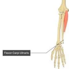 Flexor Carpi Ulnaris Muscle