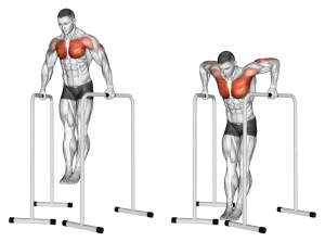 Parallel-bar chest dips