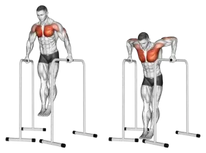 Parallel-bar chest dips