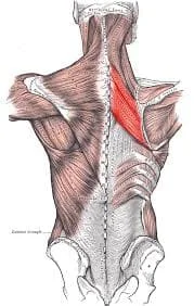 Rhomboid Muscles