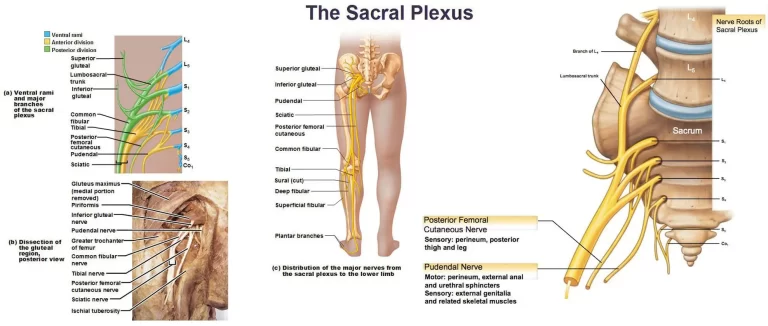 Sacral Plexus Injury