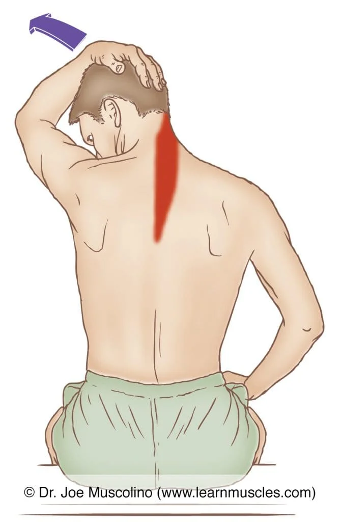 Stretch to Capitis Muscle