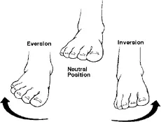 ankle-eversion-and-inversion