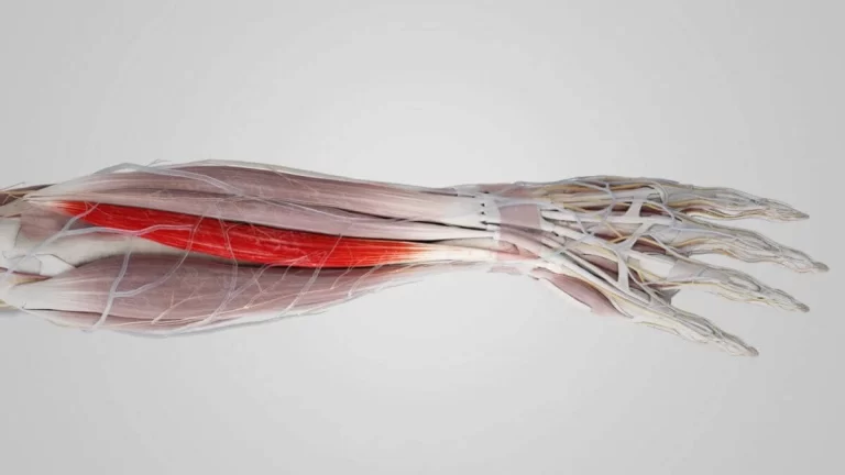 Extensor Carpi Ulnaris Muscle