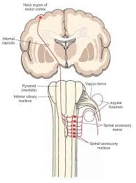 Accessory nerve