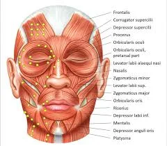 Facial muscles