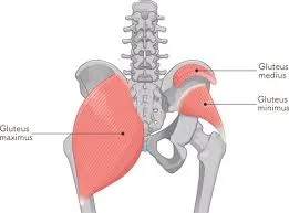 Gluteal muscles