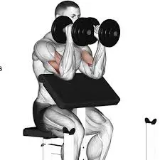 Hammer Preacher Curl using Dumbbells