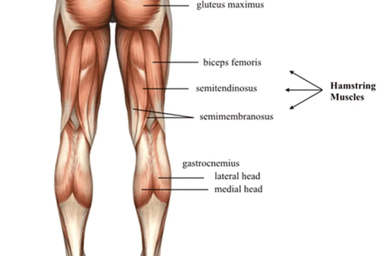 Hamstring Muscles