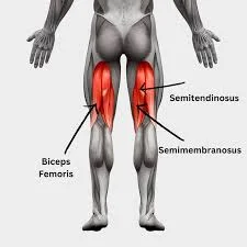 Hamstring muscles