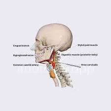 Hypoglossal nerve