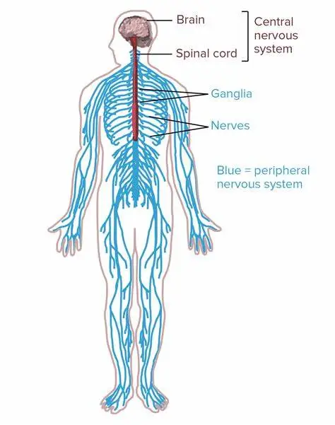 Nervous System