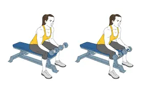 Reverse Wrist Curl Exercise With Dumbbells