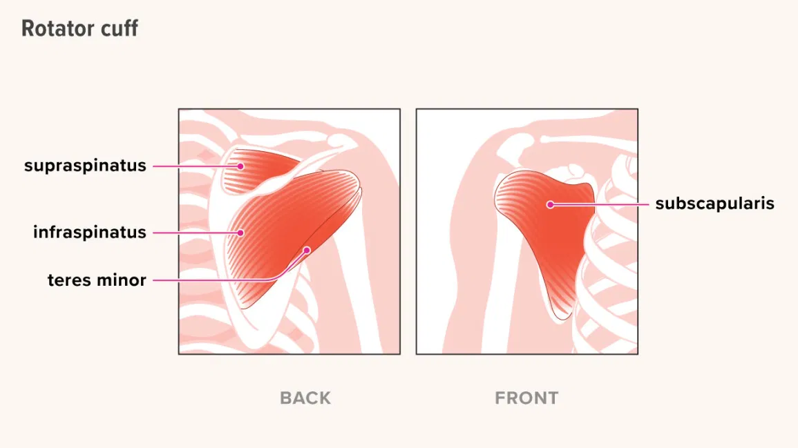 Rotator Cuff Muscles