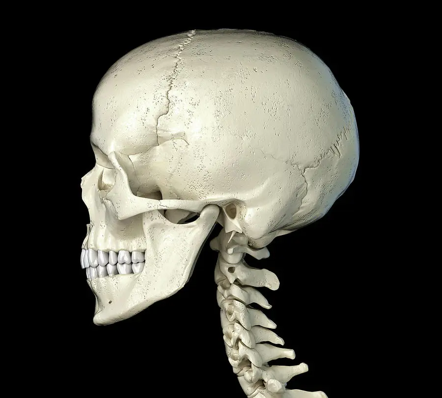 Skull