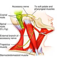 Spinal Accessory Nerve